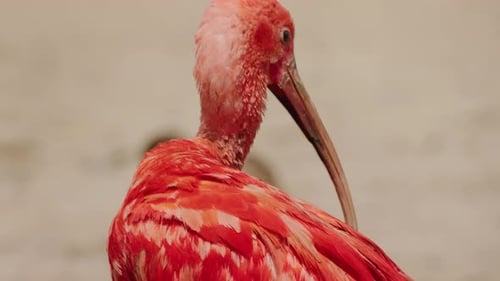 Un ibis rouge soigne soigneusement ses plumes d'un rouge vif avec son long bec incurvé capturé dans un