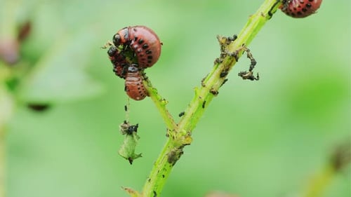 Des doryphores de la pomme de terre sont observés en train de se nourrir activement des feuilles vertes d'un plant de pomme de terre dans un jardin