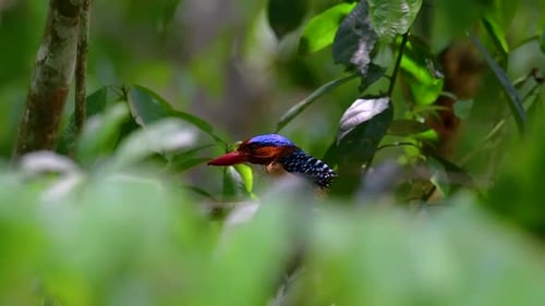 A tree kingfisher and one of the most beautiful birds found in Thailand within tropical rain-forests