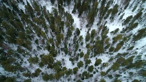 Aerial Top Down View Winter Forest Evergreen Trees on the Snow Amazing Winter Landscape