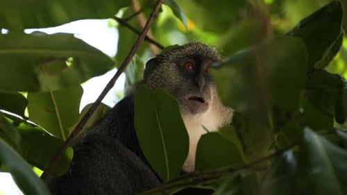 Blue Monkey (Cercopithecus mitis) Eating In Lush Green Jungle Canopy