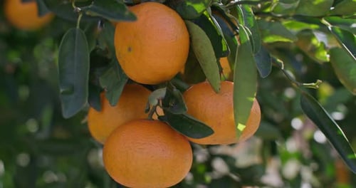 Tangerine Fruit Growing on a Tree on a Plantation Closeup of an Avocado