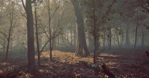 Mysterious Forest During Early Morning Light Reveals Natures Beauty
