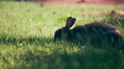 Kleines Häschen, das im Gras sitzt und isst. Zeitlupe