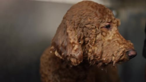 Closeup Wet Head of Dog with Curly Hair and Female Caucasian Tattooed Hands Applying Shampoo in Slow