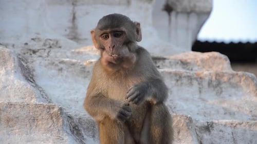Eating Monkey - Monkey Temple, Kathmandu, Nepal