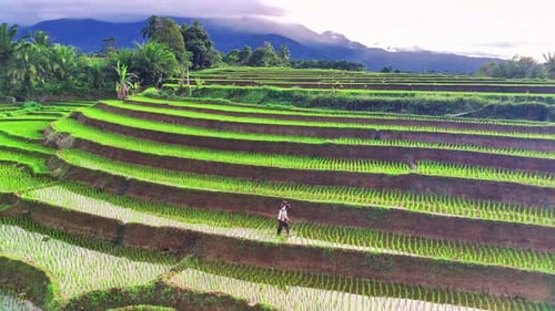 Panorama from the air in the morning, the sun shines brightly on the Indonesian mountain rice fields
