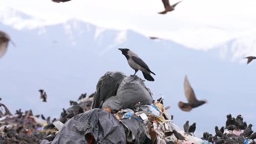 Vögel auf Nahrungssuche in städtischen Mülldeponien