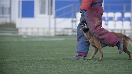Dog Bites Training Leg on Field