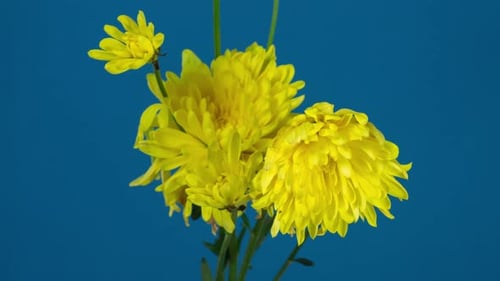 Chrysanthemum Time Lapse of Flowers Wilting