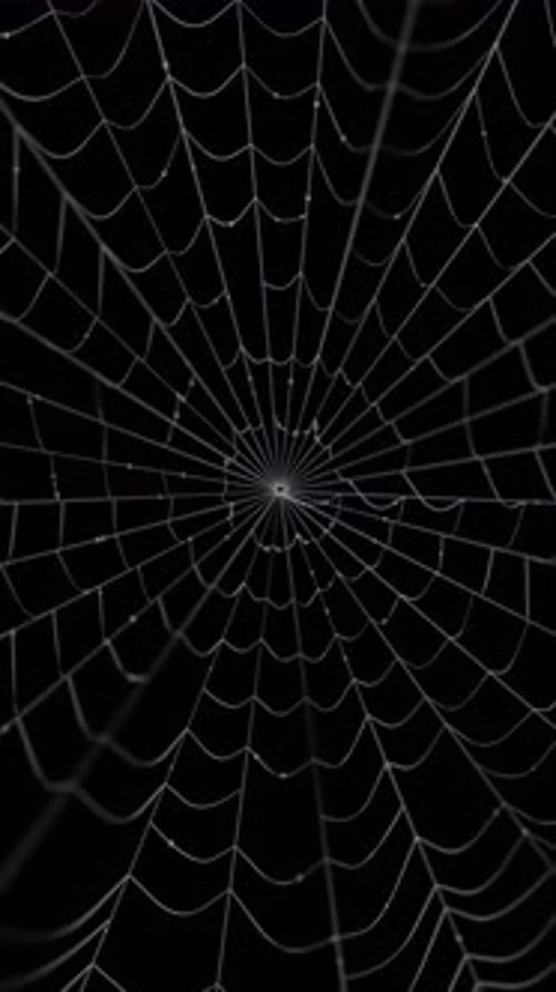Spider Web with Small Water Drops Waving with a Wind Halloween Background 3d Render Animation
