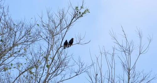 Two individuals perched together on a twig with blue sky and some clouds, Common Hill Myna Common Hi
