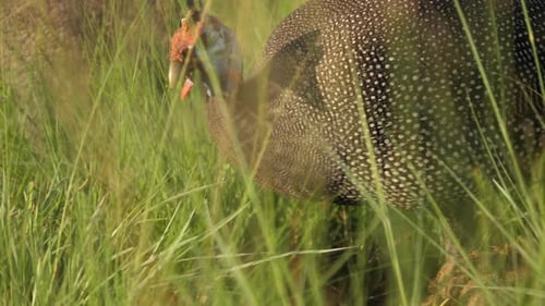Afrikanischer Perlhühner pickt auf getrockneten Mist im Gras, Nahaufnahme, Handgerät