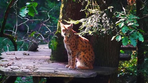 Eurasian Lynx Sitting on a Tree Platform
