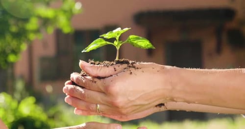 A hand of a small child sows a sprout with the help of his mother's hands to give life to a new pl