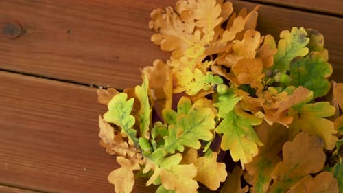 Colorful Autumn Oak Leaves on Wooden Background
