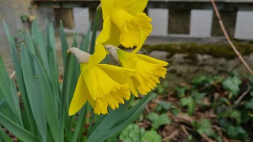 shot of a bright yellow daffodil dancing in the fresh spring wind