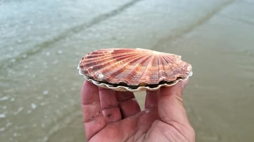 Male hand holding fresh colourful bay scallop clam shell on seafront harbour coastline