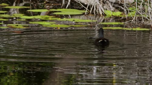 Hardhead Duck and Dusky Moorhen Diving in a Pond.