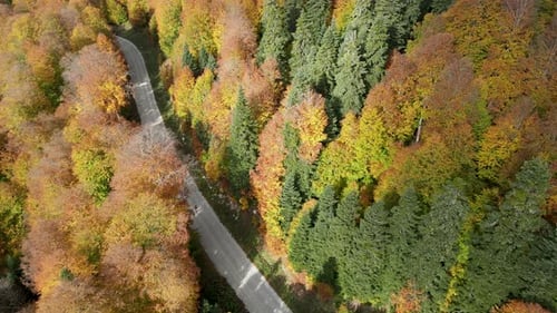 Road In The Autumn Forest