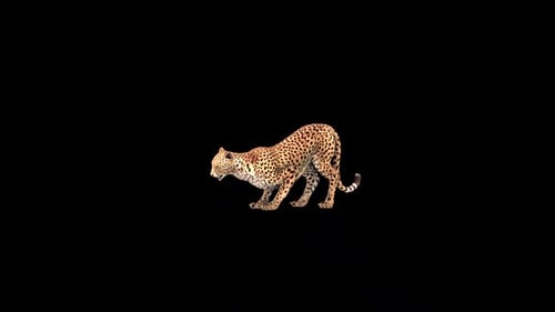 Cheetah Eat 2