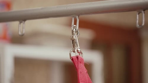 Mosquetão com coleira no salão de animais de estimação