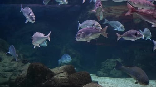 Fishes Swimming in Aquarium with Dark Background