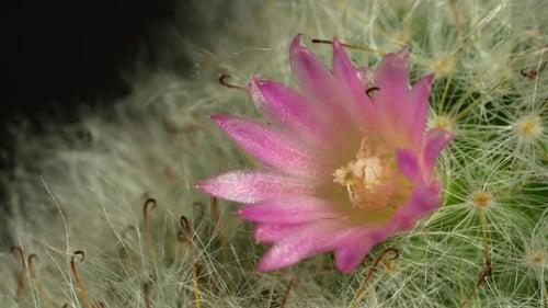Cactus Flower Close Up