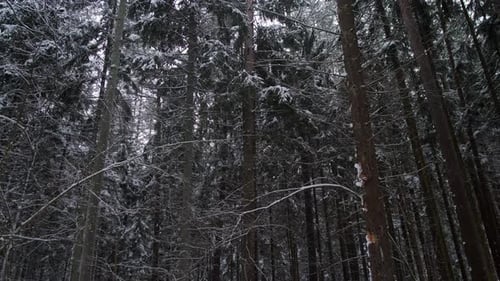 Mirando hacia arriba a los árboles cargados de nieve Observando las ramas de coníferas cubiertas de nieve desde abajo mirando hacia arriba