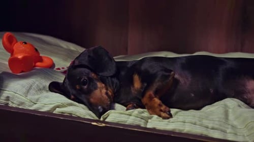Dachshund lies on pet bed resting after exhausting routine