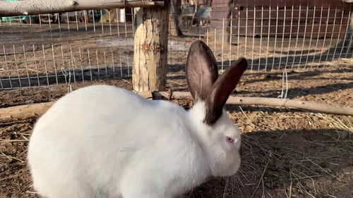 A White Brown Fluffy Rabbit Runs on the Ground and Eats Cute and Beautiful Hare on the Domestic Farm