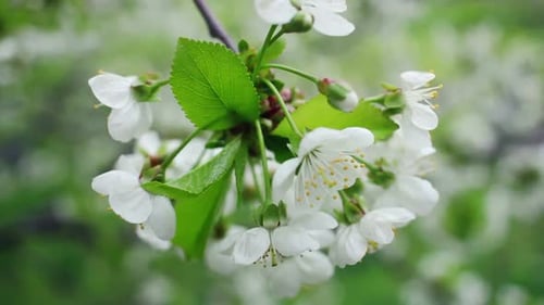White Flowers on Blossoming Cherry Tree in Spring. Bunch of Cherry Flowers