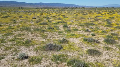 Aerial video over Antelope Valley California Poppy Reserve