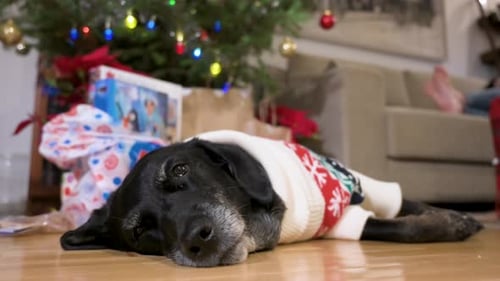 Dog Wearing Christmas Sweater Lying Near Gifts