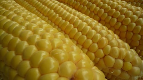Close Up of Yellow Corn Cobs