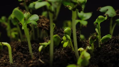 Seedlings Sprout From Soil in Studio Time-Lapse