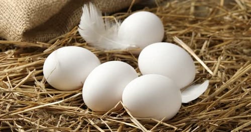 Raw chicken eggs and feathers in nest, closeup. Camera moving right