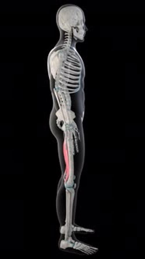 Semimembranosusus Muscles On Whole Human Body Vertical Video
