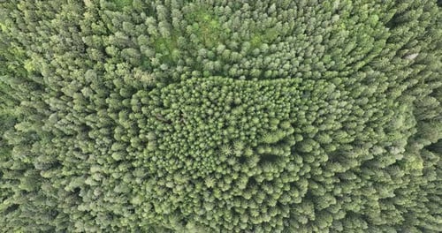 Pine Forest Fog Clouds Descending Aerial Top View Drone Video