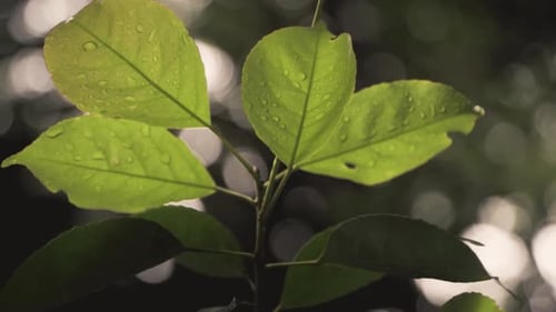 Foliage With Dewdrops With Blurry Forest In Background During Rainy Day At Marang Trail, Park In Sin