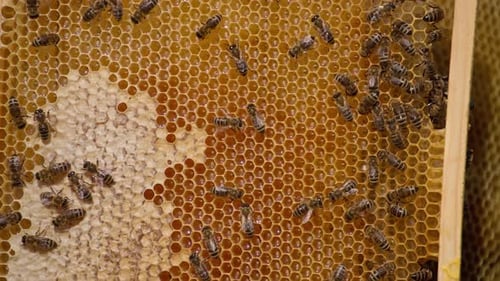 Wunderschöne gelbe Waben, gefüllt mit flüssigem, glänzendem Bio-Honig.