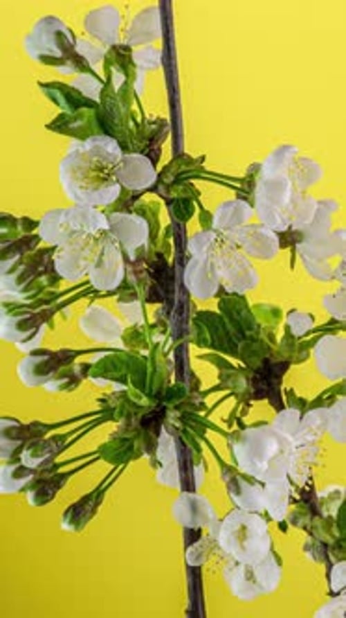 Cherry Blossom Blooming in Time Lapse on Yellow