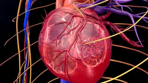 Detailed human heart with vascular system