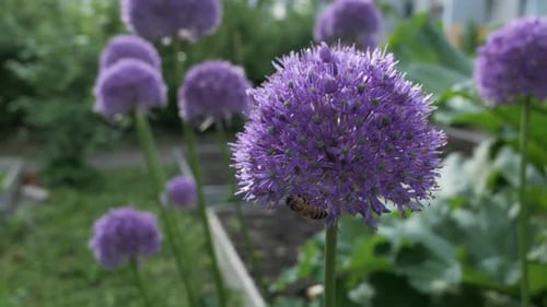 Bee pollinating purple flower in garden, Purple sensation flower close up