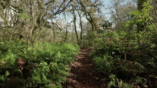 Nature Park west lynn dolly forward through foilage