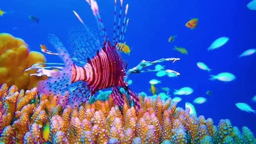 Coral and fish, Tropical Sea Life 4K