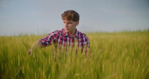Man Farmer Working in the Field Inspects the Crop Wheat Farming Agriculture