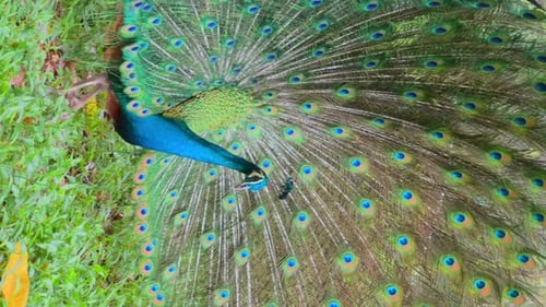 Peacock Displays Beautiful Plumage in Tropical Nature Setting