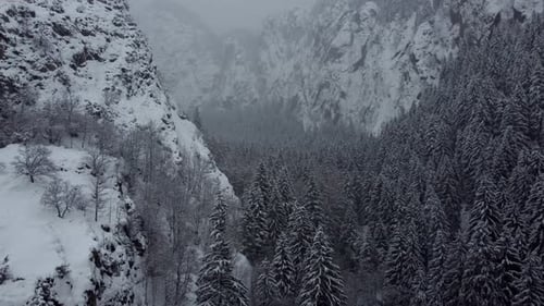 Winter Forest Aerial
