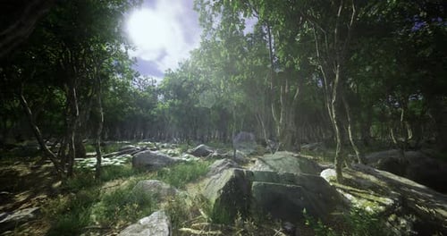Lush Forest Landscape with Rocks and Sunlight Filtering Through Trees